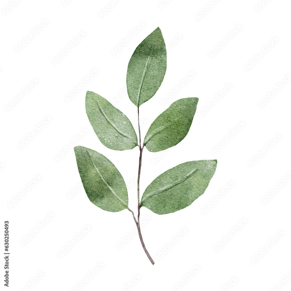 Fototapeta premium green leaves isolated on white background