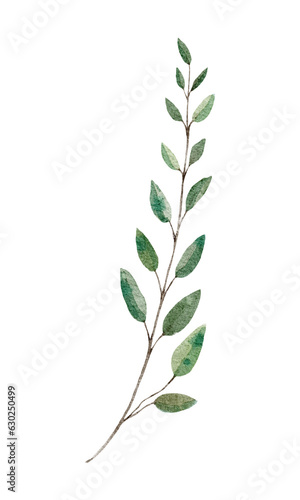 Watercolor botanical illustration with green branch