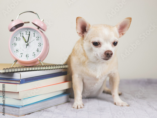 brown chihuahua dog sitting  with white vintage alarm clock 11 o'clock and stack of books on gray blanket and white background. © Phuttharak