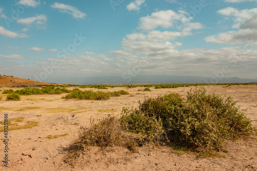 The savannah grassland laandscapes with Umbrella Thorn Acacia tree in the background at Amboseli National Park, Kenya
