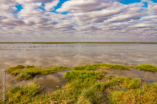 A panoramic view of the Enkongo Narok Swamp at Amboseli National Park, Kenya