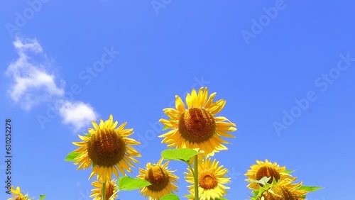 夏の青空と、咲き誇る黄色いヒマワリ