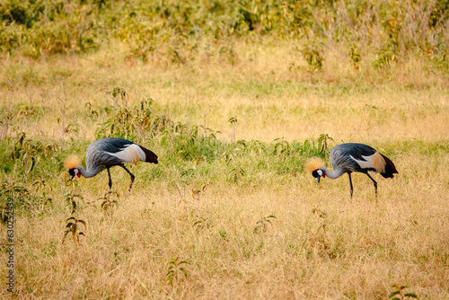 Crowned cranes in the wild at Ambosseli National Park, Kenya photo