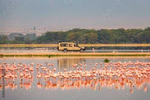 A flock of lesser flamingos against the background of safari vehicles in Amboseli National Park, Kenya photo