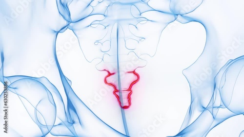 Animation of the inflamed tailbone photo