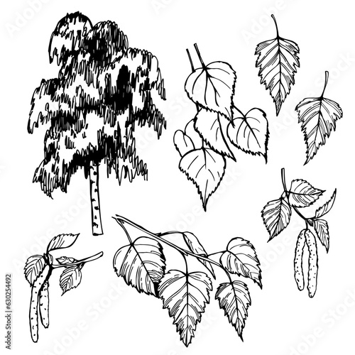 Birch.  Sketch  illustration.