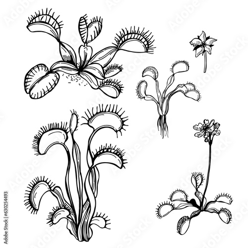 Hand drawn Venus flytrap (Dionaea muscipula).  Vector sketch  illustration.