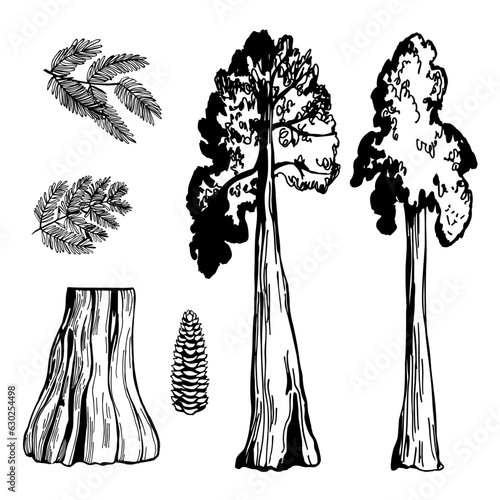 Coastal redwood. Sketch  illustration.