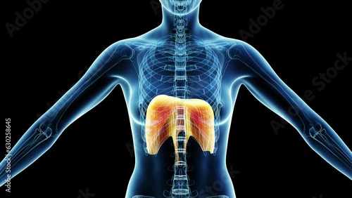 Animation of a woman's diaphragm while breathing