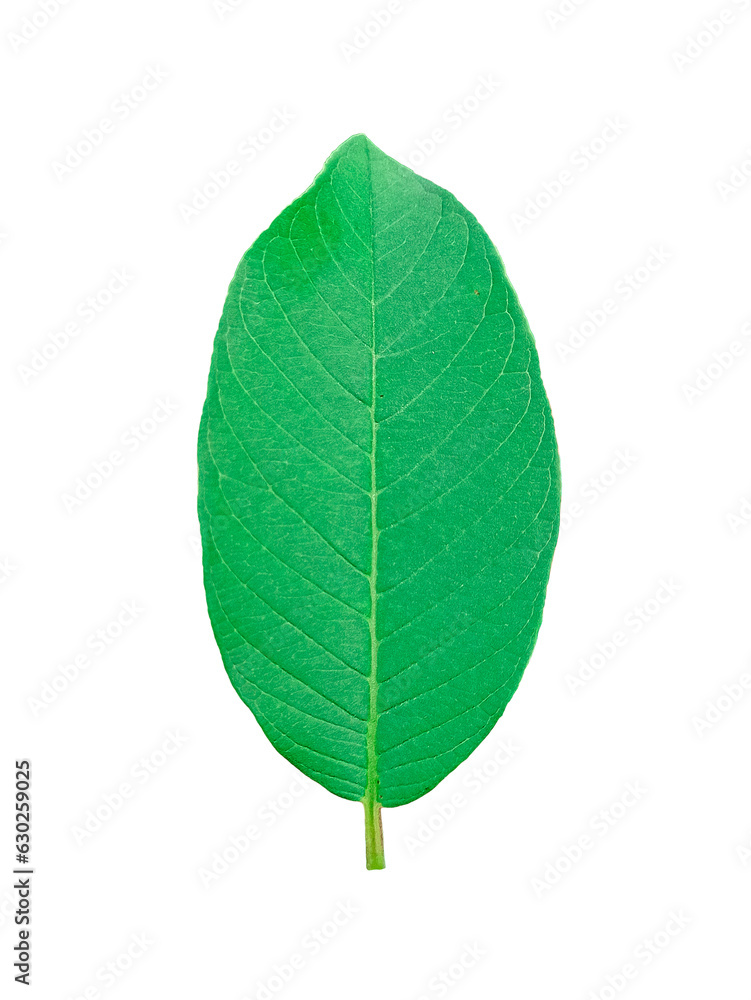Guava Leaf green It's a PNG file with a transparent background. Guava Leaf green It's a PNG file with a transparent background.