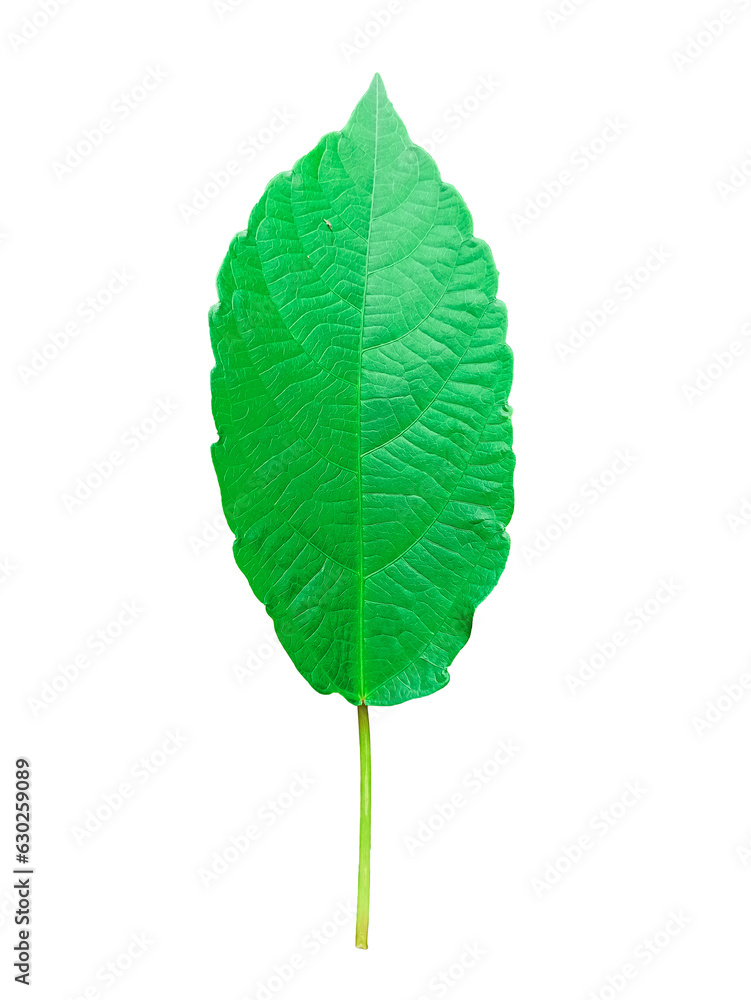 green leaf It's a PNG file with a transparent background, bright green leaf green leaf It's a PNG file with a transparent background, bright green leaf