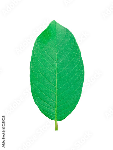 Guava Leaf green It s a PNG file with a transparent background.