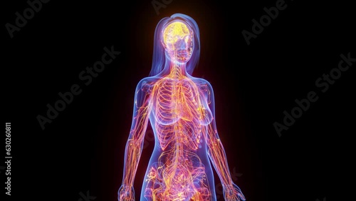 Animation of the nerves in a woman's body