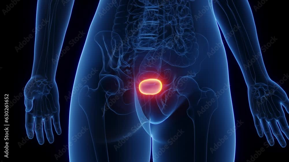 Animation of the urinary bladder of a woman Animation of the urinary bladder of a woman