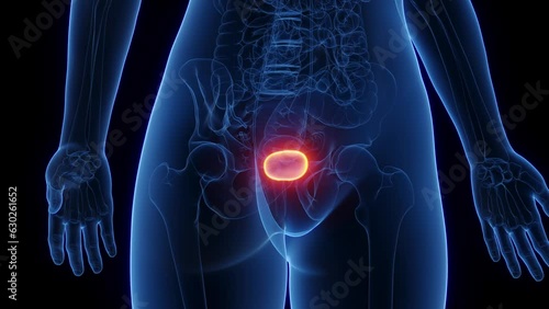 Animation of the urinary bladder of a woman photo