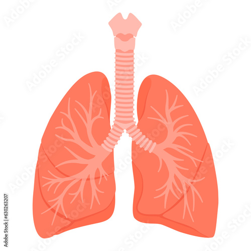 Human lungs respiratory system isolated