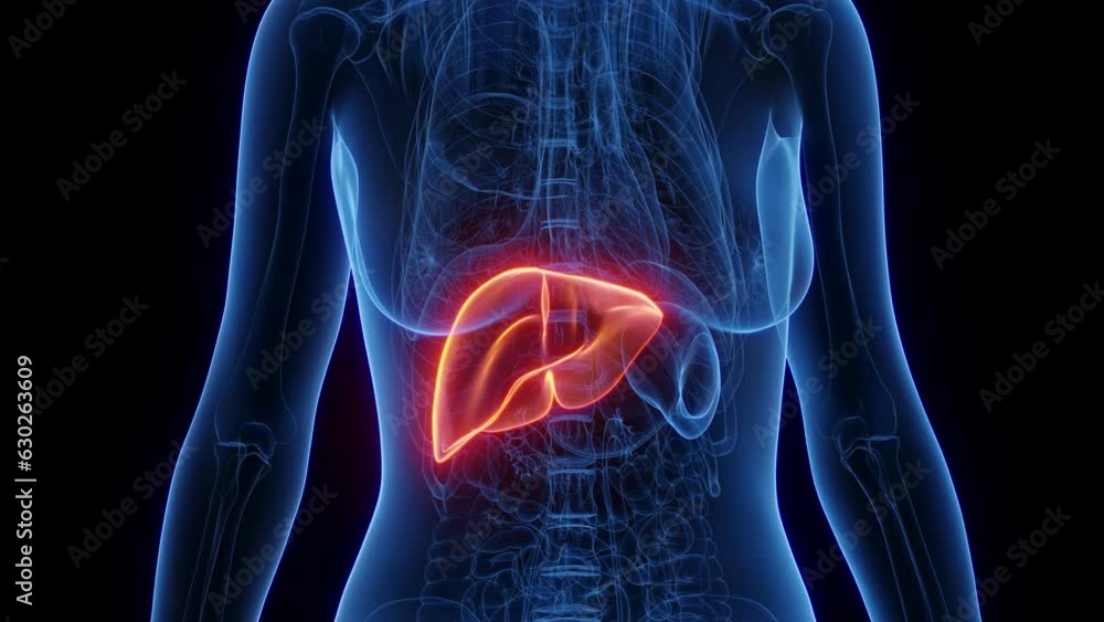 Animation of the liver of a healthy woman Animation of the liver of a healthy woman