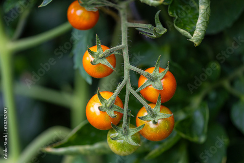 A panicle with unripe green an orange tomatoes with green leaves in the background