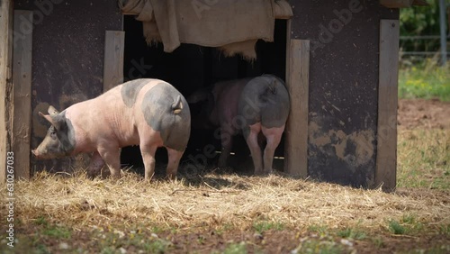 Artgerechte Schweinehaltung, Schwein kratzt sich photo