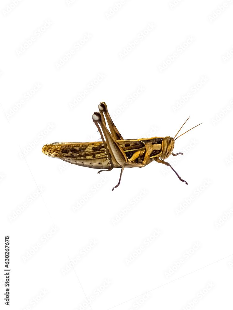 grasshopper It's a PNG file with a transparent background, Wood insects, pests, dangers,edible high protein food,Should be disposed of. Dangerous to plants. grasshopper It's a PNG file with a transparent background, Wood insects, pests, dangers,edible high protein food,Should be disposed of. Dangerous to plants.
