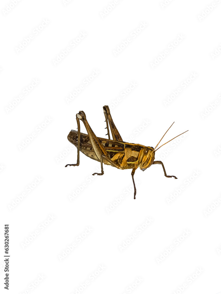 grasshopper It's a PNG file with a transparent background, Wood insects, pests, dangers,edible high protein food,Should be disposed of. Dangerous to plants. grasshopper It's a PNG file with a transparent background, Wood insects, pests, dangers,edible high protein food,Should be disposed of. Dangerous to plants.