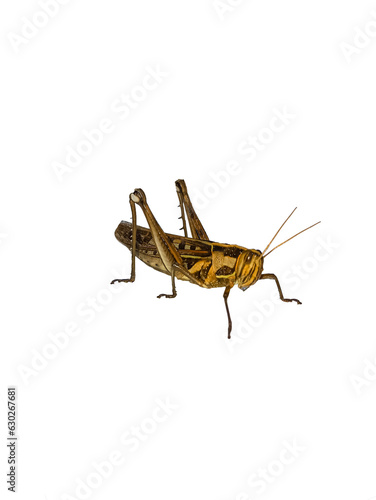 grasshopper It's a PNG file with a transparent background, Wood insects, pests, dangers,edible high protein food,Should be disposed of. Dangerous to plants.