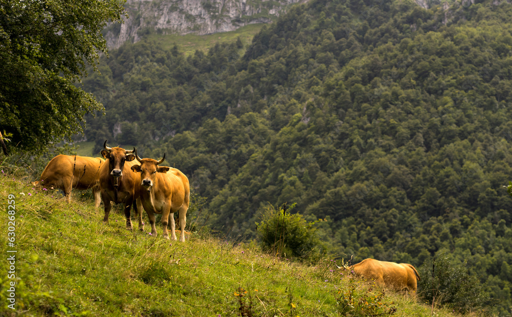 Cows grazing in Parque natural de Redes, Asturias, Spain Cows grazing in Parque natural de Redes, Asturias, Spain
