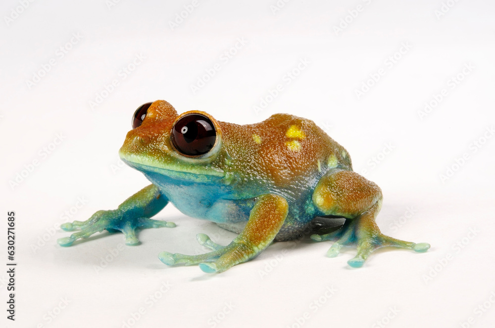 Obraz premium Uluguru forest tree frog // Uluguru-Waldsteigerfrosch (Leptopelis uluguruensis) - Tanzania