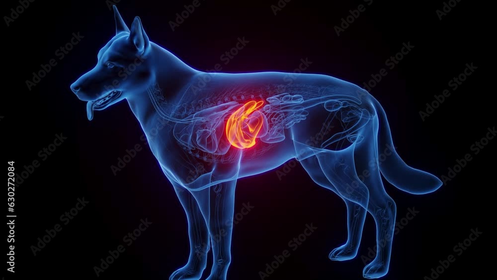 Animation of a dog's liver Animation of a dog's liver