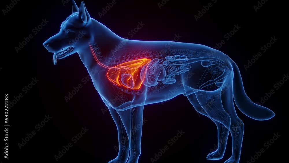 Animation of a dog's lungs