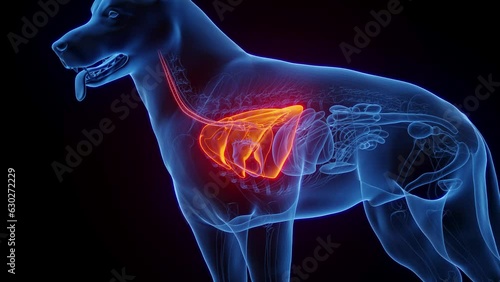 Animation of a dog's lungs photo