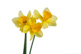 beautiful yellow flowers daffodils in a vase on a white background