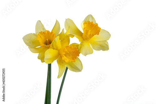 Obraz na plátně beautiful yellow flowers daffodils in a vase on a white background