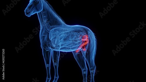 Animation of the male genitals of a male horse