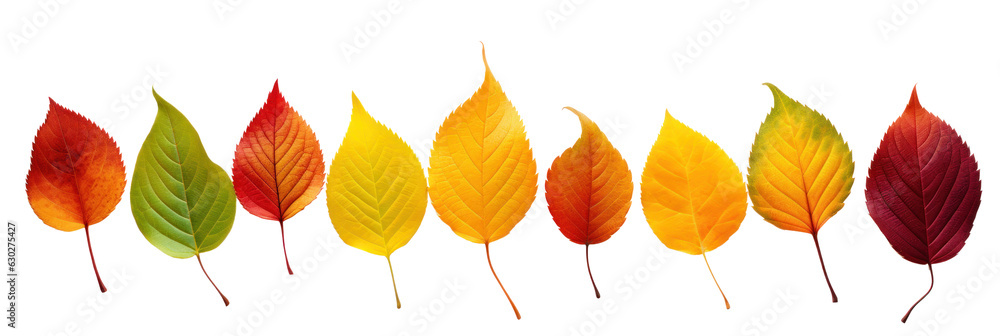 Obraz premium Beautiful colorful autumn leaves, different leaves, isolated, white background, generative ai