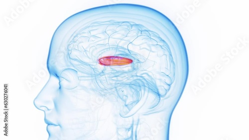 Animation of a man's lateral globus pallidus photo