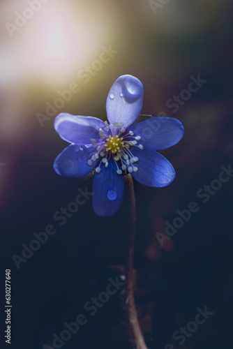 Anemone hepatica (Hepatica nobilis) blooming in the early spring