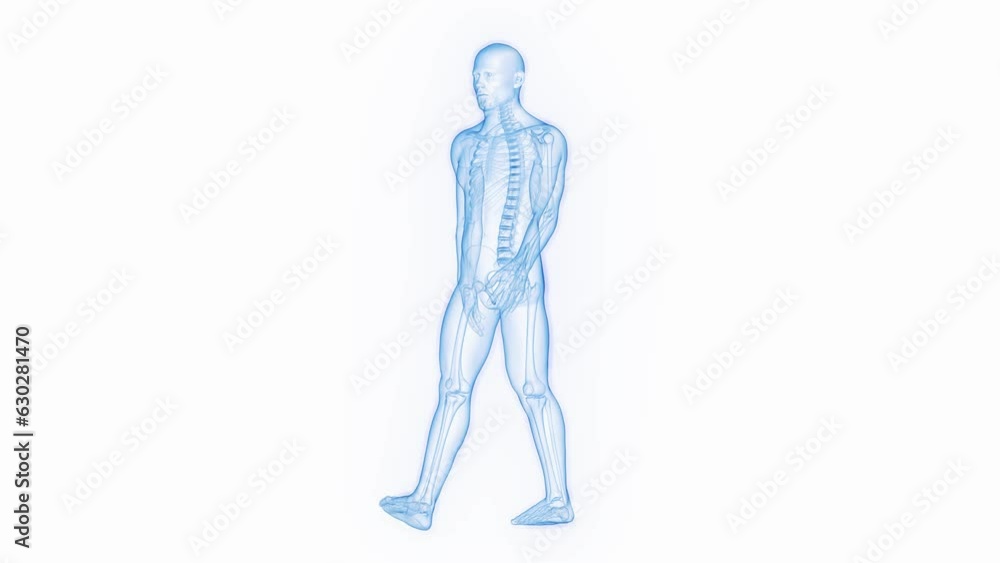 Animation of a man walking Animation of a man walking