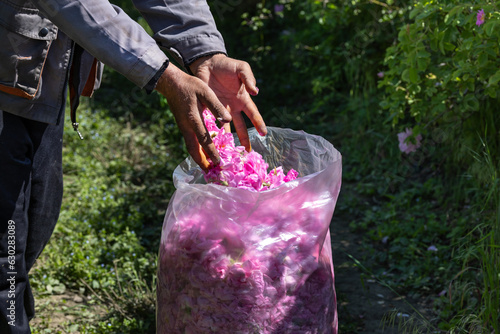 Worker Put Picked Blossoms of Roses into a Sack