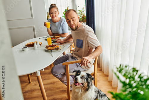 Smiling couple having breakfast and orange juice near border collie dog at home in morning