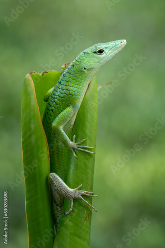 The Emerald Tree Skink  Lamprolepis smaragdina  is sometimes known as Green Tree Skink or Emerald Green Skink.