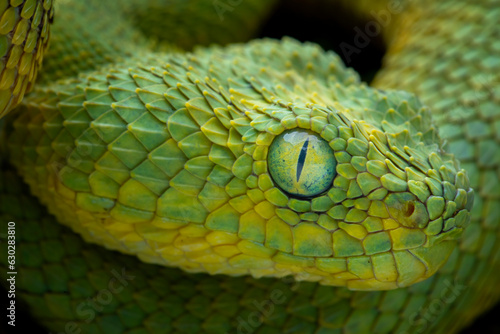 Closeup head of Western Bush Viper. The Western Bush Viper or West African Leaf Viper (Atheris chlorechis), is a genus of venomous vipers.