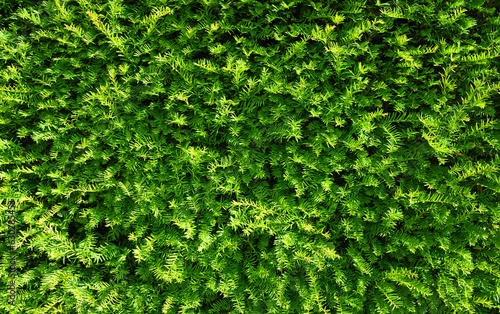 Yew hedge background with new growth photo