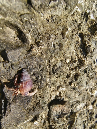Hermit crab on a rock in the sea, closeup of photo