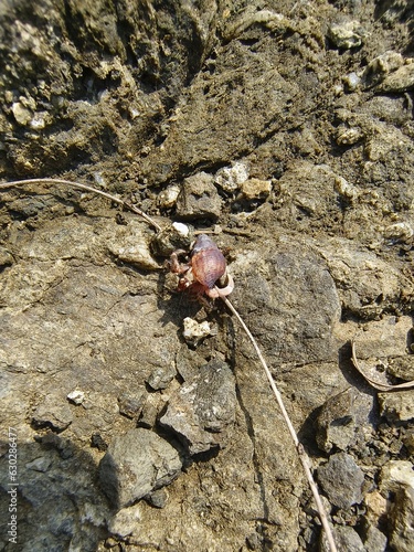 Hermit crab on a rock in the sea, closeup of photo