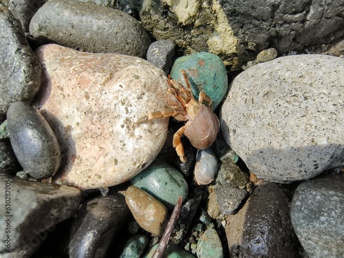Hermit crab on a rock in the sea, closeup of photo