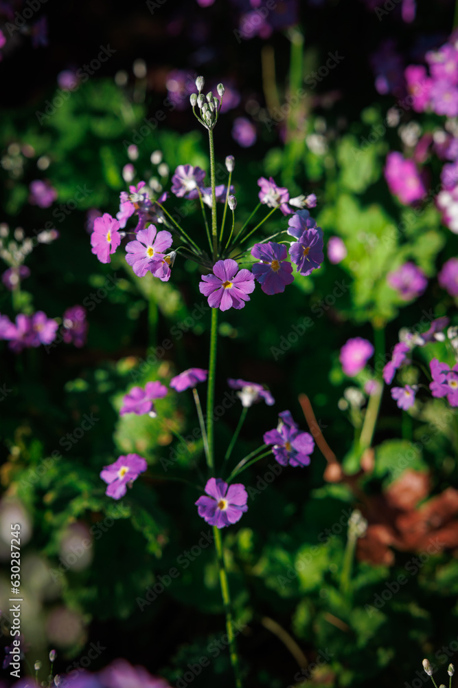 Purple flower in gardern Purple flower in gardern
