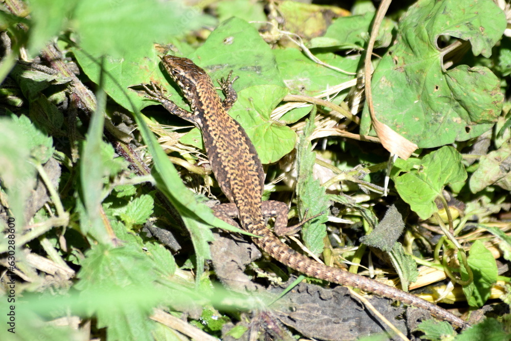 Viviparous common lizard