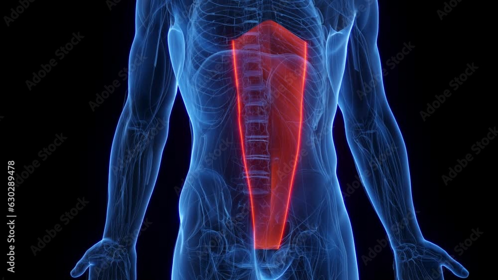 Animation of a man's rectus abdominis Animation of a man's rectus abdominis