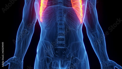 Animation of a man's serratus anterior